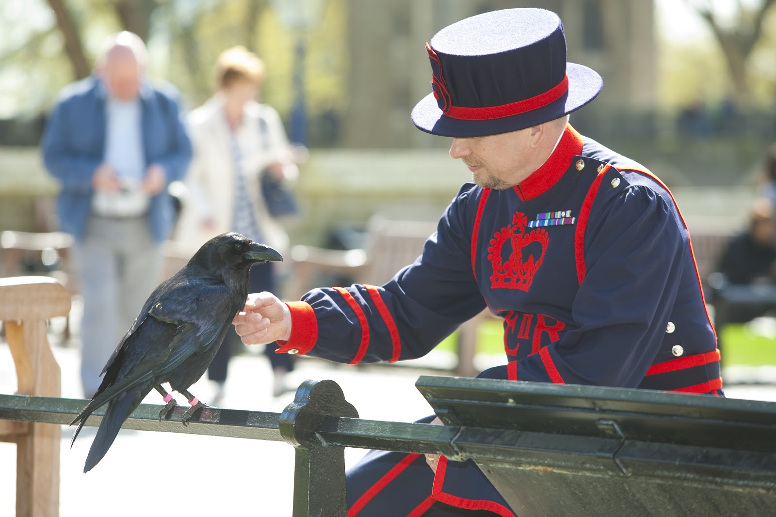 The ravens are the unique. Тауэр бифитеры вороны. Вороны Тауэра в Лондоне. Вороны Хранители Тауэра. Черные вороны лондонского Тауэра.